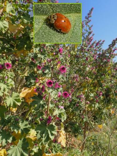 Adalia decempunctata